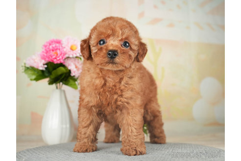 成約済の千葉県のトイプードル-270127の6枚目