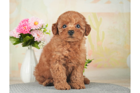 成約済の千葉県のトイプードル-270127の5枚目