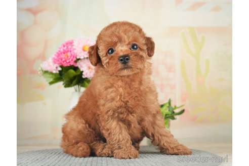 成約済の千葉県のトイプードル-270127の4枚目