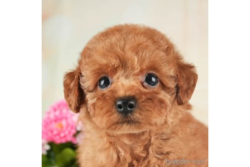 成約済の千葉県のトイプードル-270127の3枚目