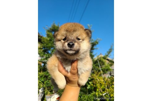 成約済の徳島県の柴犬-267550の10枚目