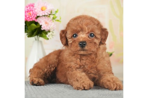 成約済の千葉県のトイプードル-270127