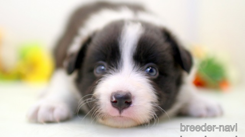 成約済の埼玉県のボーダーコリー-270129