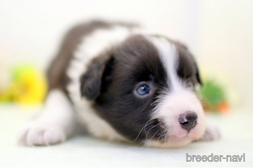 成約済の埼玉県のボーダーコリー-270129の5枚目