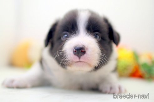 成約済の埼玉県のボーダーコリー-270129の4枚目