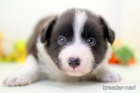 成約済の埼玉県のボーダーコリー-270129の3枚目