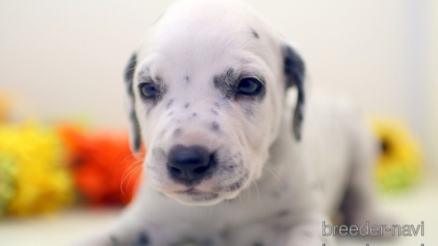 成約済の埼玉県のダルメシアン-270130