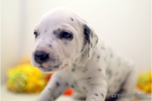 成約済の埼玉県のダルメシアン-270130の5枚目