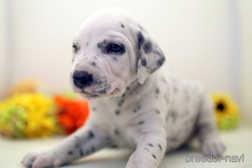 成約済の埼玉県のダルメシアン-270130の3枚目