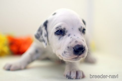 成約済の埼玉県のダルメシアン-270130の2枚目