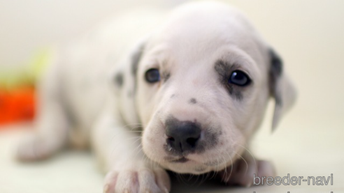 成約済の埼玉県のダルメシアン-270135の1枚目