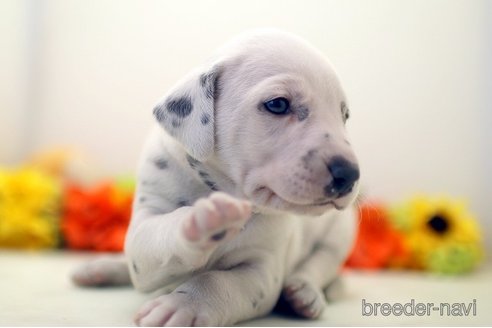 成約済の埼玉県のダルメシアン-270135の4枚目