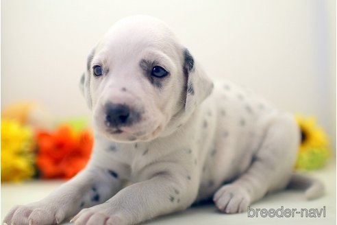 成約済の埼玉県のダルメシアン-270135の3枚目