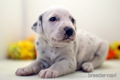 成約済の埼玉県のダルメシアン-270135の2枚目