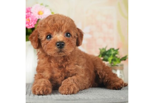 成約済の千葉県のトイプードル-270138の1枚目