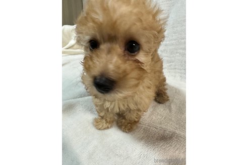 成約済の岡山県のトイプードル-270193の3枚目