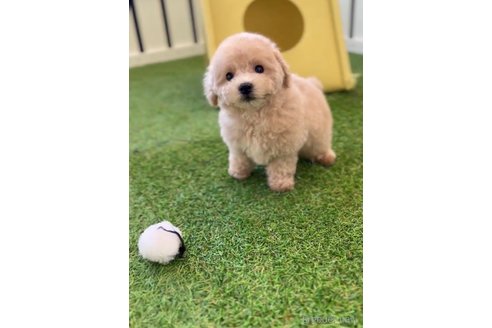 成約済の福岡県のトイプードル-264376の5枚目