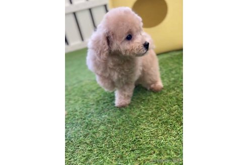成約済の福岡県のトイプードル-264376の6枚目
