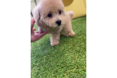 成約済の福岡県のトイプードル-264376の7枚目