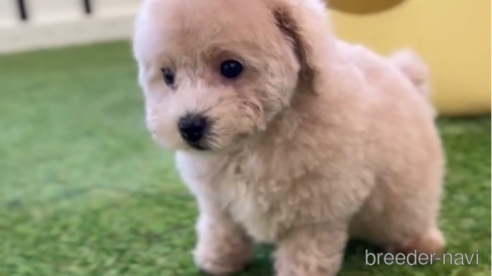 成約済の福岡県のトイプードル-264376の3枚目