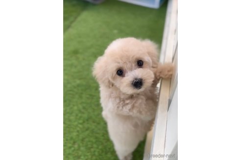 成約済の福岡県のトイプードル-264355の2枚目