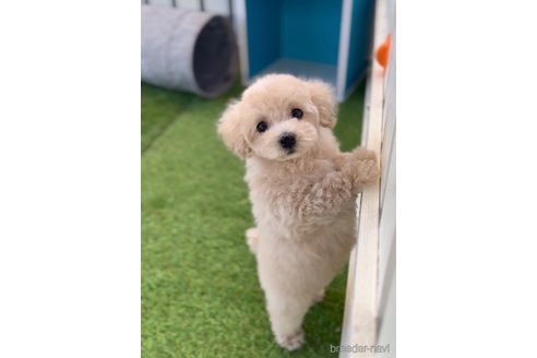 成約済の福岡県のトイプードル-264355の3枚目