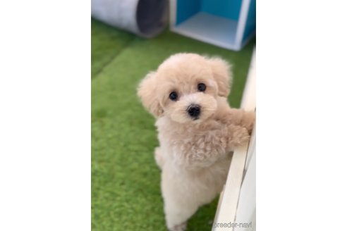 成約済の福岡県のトイプードル-264355の4枚目