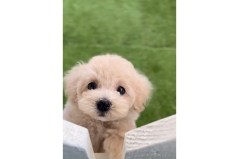 成約済の福岡県のトイプードル-264355の5枚目