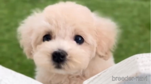 成約済の福岡県のトイプードル-264355の1枚目