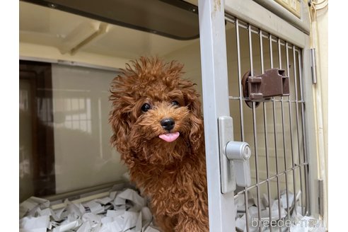 成約済の東京都のトイプードル-270233の8枚目