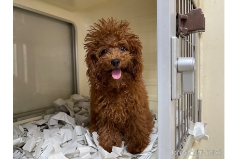 成約済の東京都のトイプードル-270233の5枚目