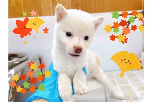 成約済の東京都の豆柴-270239の10枚目