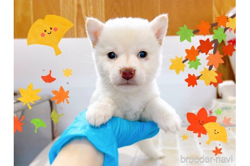 成約済の東京都の豆柴-270239の11枚目