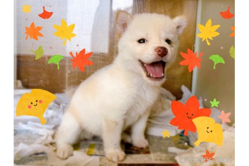 成約済の東京都の豆柴-270239の12枚目