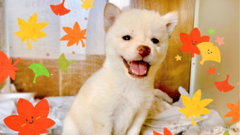 成約済の東京都の豆柴-270239の9枚目