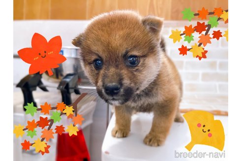 成約済の東京都の豆柴-270248の8枚目