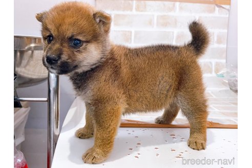 成約済の東京都の豆柴-270248の9枚目