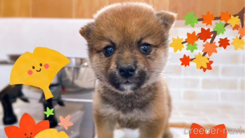 成約済の東京都の豆柴-270248の6枚目