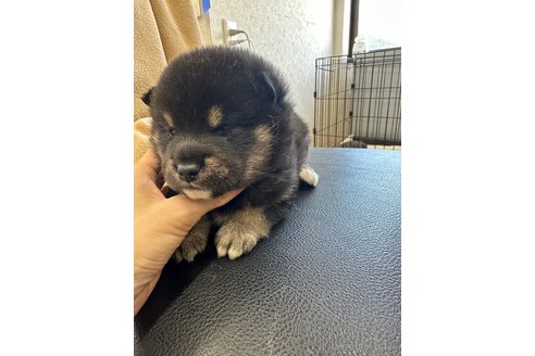 成約済の千葉県の柴犬-270259の30枚目