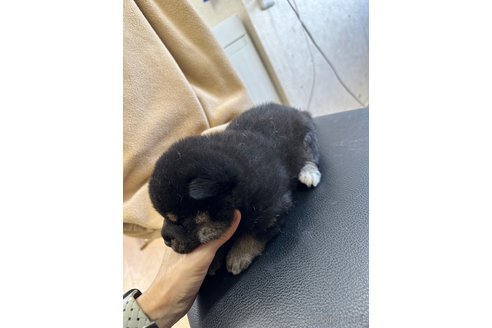 成約済の千葉県の柴犬-270259の32枚目