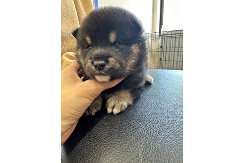 成約済の千葉県の柴犬-270259の31枚目
