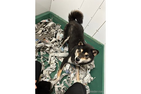 成約済の千葉県の柴犬-270259の27枚目