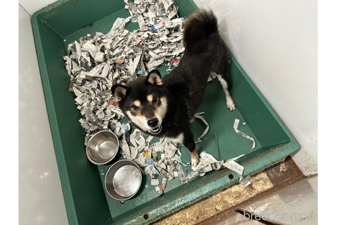 成約済の千葉県の柴犬-270259の26枚目