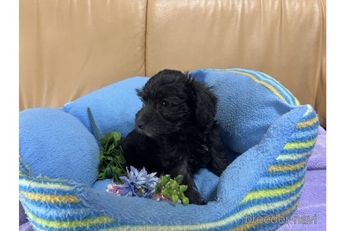 成約済の栃木県のミックス犬-270272の3枚目