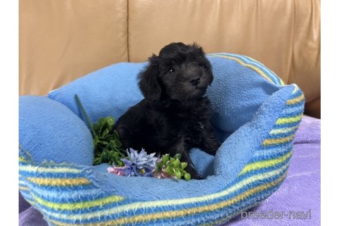 成約済の栃木県のミックス犬-270272の1枚目