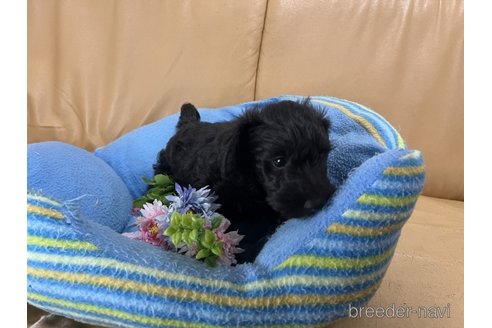 成約済の栃木県のミックス犬-270273の3枚目
