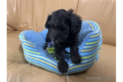 成約済の栃木県のミックス犬-270273の1枚目