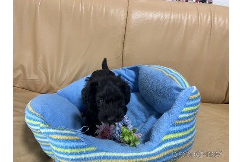 成約済の栃木県のミックス犬-270273の2枚目