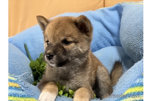 成約済の栃木県の柴犬-270284の4枚目