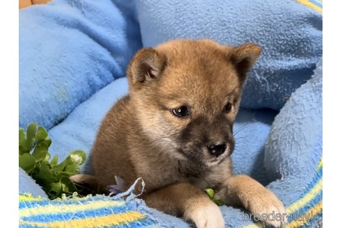 成約済の栃木県の柴犬-270284の3枚目